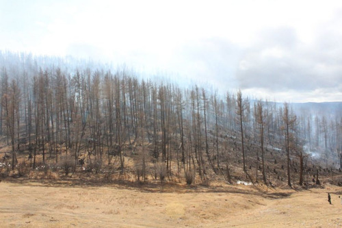 Нийслэлийн 2 дүүрэг, 8 аймгийн 21 суманд 25 удаагийн ой, хээрийн гал түймэр бүртгэгдээд байна
